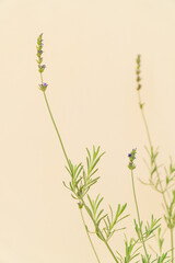 Homemade potted plant on a white and yellow background