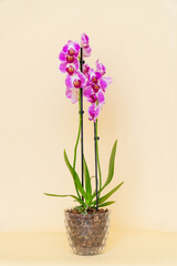 Homemade potted plant on a white and yellow background