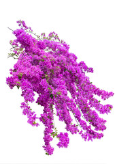 Obraz premium Large bouquet of pink bougainvillea flowers isolated on white background and clipping path included.