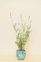 Homemade potted plant on a white and yellow background