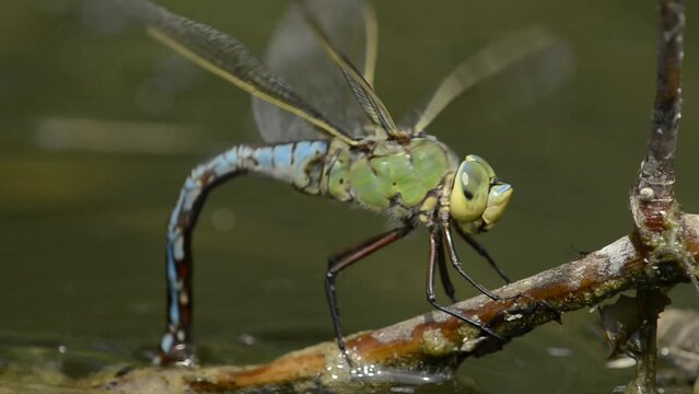 Hairy Dragonfly (Brachytron pratense) laying her eggs in a swamp in spring.