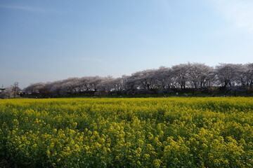権現堂堤　桜　菜の花　埼玉県　幸手市