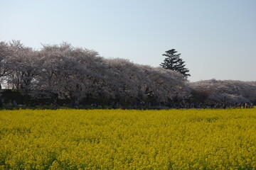 権現堂堤　桜　菜の花　埼玉県　幸手市