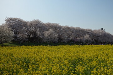 権現堂堤　桜　菜の花　埼玉県　幸手市