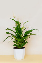 Homemade potted plant on a white and yellow background