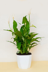 Homemade potted plant on a white and yellow background