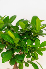 Homemade potted plant on a white and yellow background