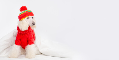 A grown up puppy of a poodle dressed in a bright knitted sweater and a hat lying under a blanket on a bed at home. Cozy winter dog photo. Stretched horizontal banner image