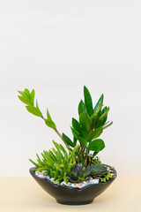 Homemade potted plant on a white and yellow background