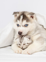 Husky puppy with blue eyes lying under the covers on the bed and hugging a serious tabby kitten of the Scottish breed. Puppy and kitten lying together under a white blanket