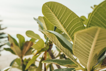 Plumeria obtusa, Singapore Plumeria on the beach