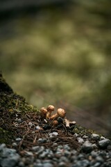 Mushrooms close up. Concept of mushroom picking in autumn.