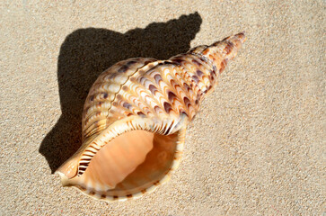 貝殻の造形　ホラガイ