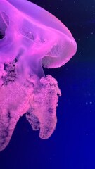 jellyfish in the water
