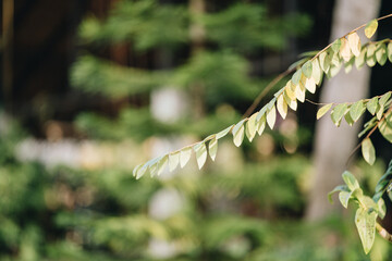 A piece of a tropical plant leaf at blurred background