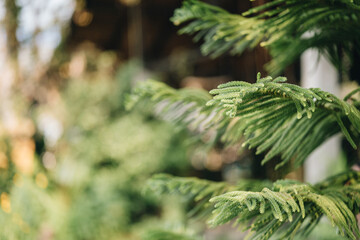 close up of Norfolk Island pine 