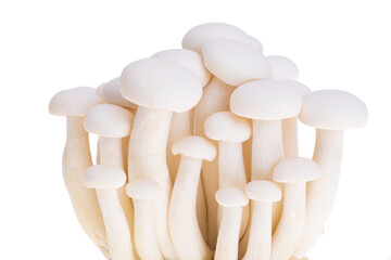 porcini shimeji mushrooms isolated