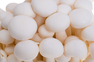 porcini shimeji mushrooms isolated