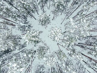 pine trees in the snow from above