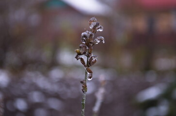 Dried flower sprig under a layer of shiny snow in a frosty winter forest. Close up view, winter time