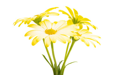 yellow Osteosperumum Flower  isolated