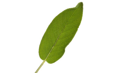 Obraz premium green sage leaf isolated