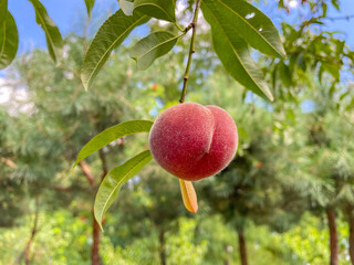 Common Peach