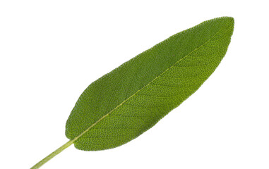 green sage leaf isolated