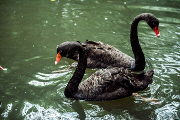 black swan swim iin the lake at the Hangzhou Zoo,dark tone
