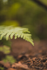 fern leaf in forest
