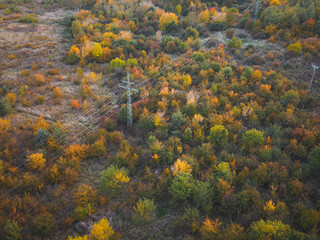 autumn in the forest