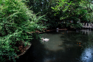 white swan swim iin the lake at the Hangzhou Zoo,dark tone