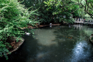 white swan swim iin the lake at the Hangzhou Zoo,dark tone
