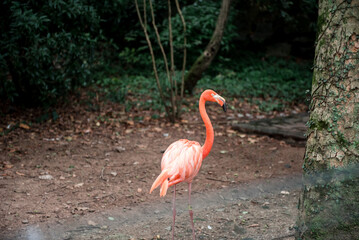 Pink flamingos against green background in the Hangzhou Zoo