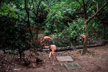 Pink flamingos against green background in the Hangzhou Zoo