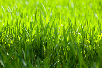 Macro of green grass