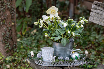 Christrose im Zinktopf  im Garten als florale Weihnachtsdekoration