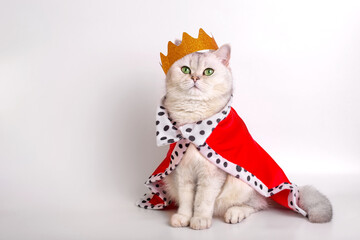 A luxurious white cat in a golden crown and a red robe, sitting on a white background