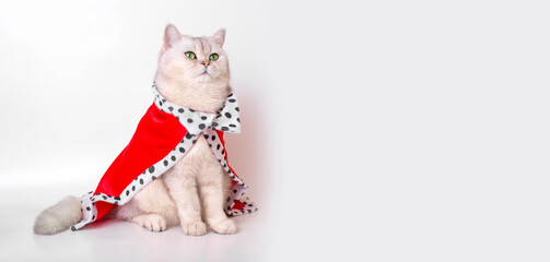 A wide banner with beautiful white cat in red mantle, sitting on a white background