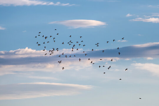 flock of birds at yellowstone