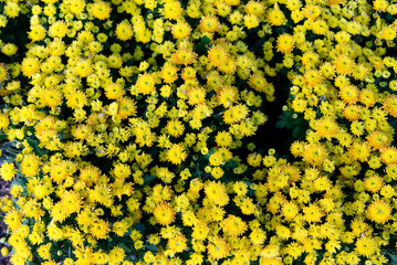 many yellow flowers