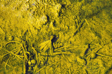 yellow lichen on the stone