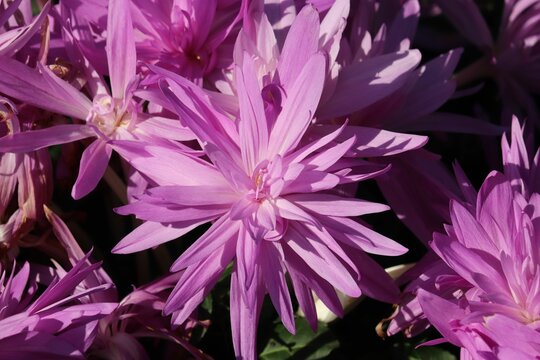 Closeup of purple Autumn crocus flowers in the garden - beautiful floral wallpaper