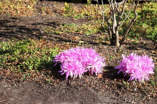 Purple Autumn crocus flowers in the garden - beautiful floral wallpaper