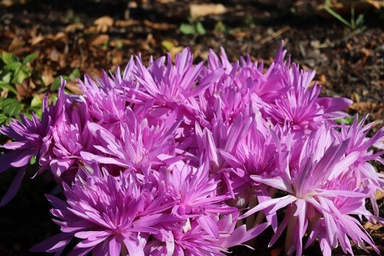 Purple Autumn crocus flowers in the garden - beautiful floral wallpaper