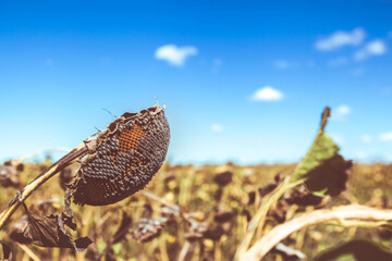 butterfly on a flower