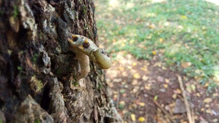 woodworms are clinging to the tree