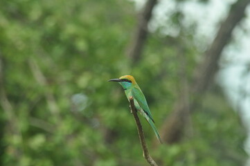 kingfisher on the branch