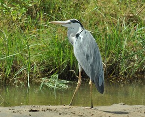 grey heron ardea cinerea