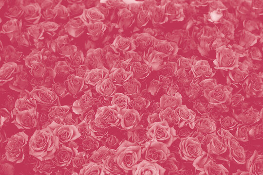 Background of beautiful blooming Magenta roses. Close-up of pink flowers, abstract soft floral background, top view. Color Of The Year 2023 - Viva Magenta.